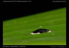 Aslamidium semicirculare