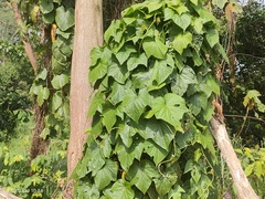 Cucumis maderaspatanus