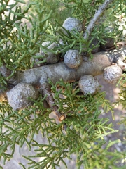 Cupressus abramsiana
