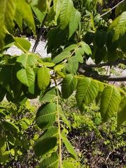 Juglans mollis