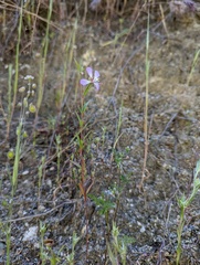 Clarkia delicata