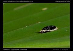 Aslamidium semicirculare