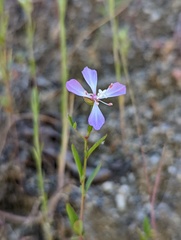 Clarkia delicata