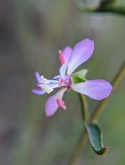 Clarkia delicata