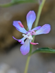 Clarkia delicata