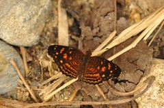 Anthanassa acesas