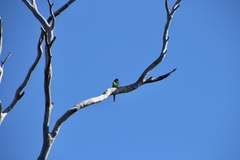 Barnardius zonarius zonarius