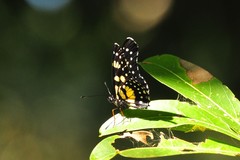Chlosyne narva