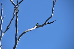 Barnardius zonarius zonarius