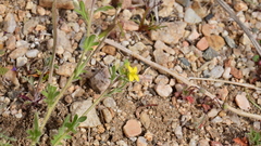 Rorippa curvisiliqua