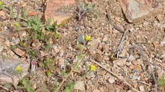 Rorippa curvisiliqua