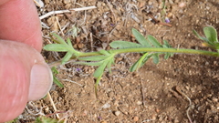 Rorippa curvisiliqua