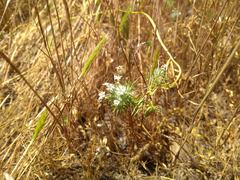 Navarretia intertexta