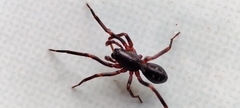 Oedignatha scrobiculata