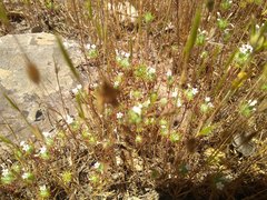 Navarretia intertexta