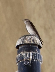 Stelgidopteryx serripennis