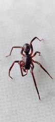 Oedignatha scrobiculata