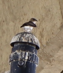 Stelgidopteryx serripennis