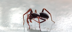 Oedignatha scrobiculata