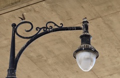 Stelgidopteryx serripennis