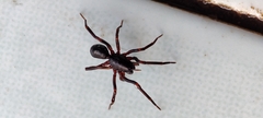 Oedignatha scrobiculata