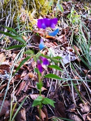 Lathyrus vernus