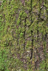 Bryophyta