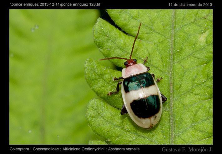 Asphaera vernalis