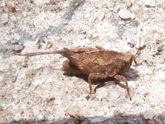 Tetrix japonica