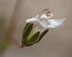 Nemacladus secundiflorus robbinsii