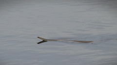 Elaphe quadrivirgata