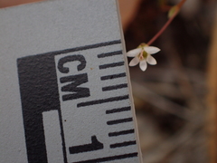 Nemacladus secundiflorus robbinsii