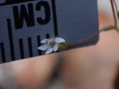 Nemacladus secundiflorus robbinsii