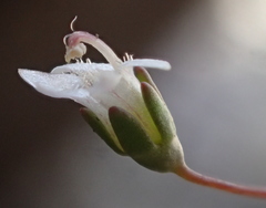 Nemacladus secundiflorus robbinsii