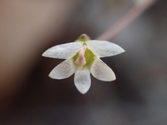 Nemacladus secundiflorus robbinsii