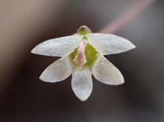 Nemacladus secundiflorus robbinsii