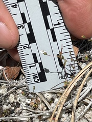 Nemacladus secundiflorus robbinsii