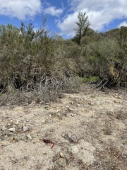 Nemacladus secundiflorus robbinsii