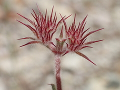 Chorizanthe douglasii