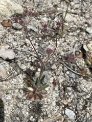 Chorizanthe douglasii