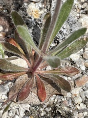 Chorizanthe douglasii