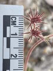 Chorizanthe douglasii