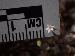 Nemacladus secundiflorus robbinsii