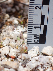 Nemacladus secundiflorus robbinsii