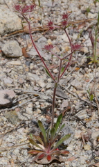 Chorizanthe douglasii