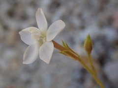 Gilia tenuiflora