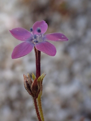 Gilia tenuiflora