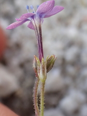 Gilia tenuiflora