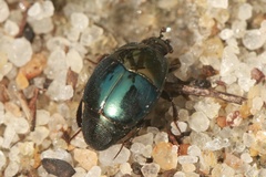 Saprinus splendens