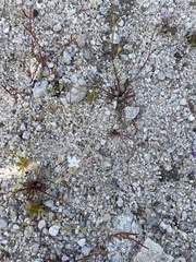 Gilia tenuiflora